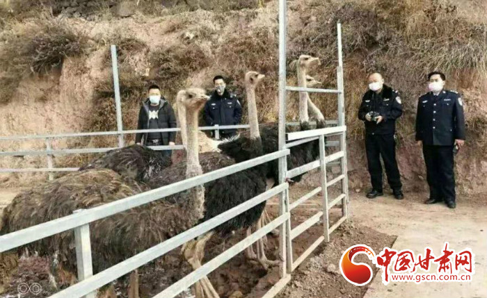 【甘肅全民戰(zhàn)“疫”】隴南宕昌：筑牢野生動物疫源疫病監(jiān)測防控網