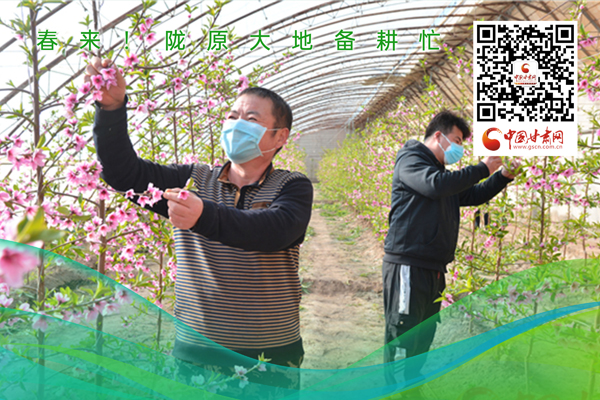 海報丨春來！隴原大地春耕忙