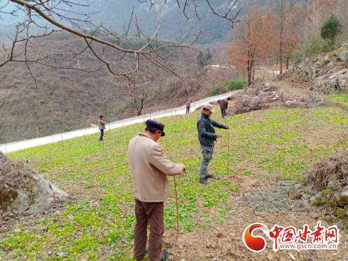 【甘肅全民戰(zhàn)“疫”】戰(zhàn)“疫”中，隴南稻坪的春天