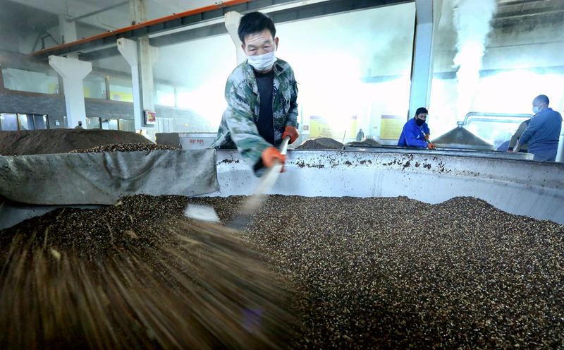 甘肅民樂(lè)：春暖釀酒正當(dāng)時(shí)