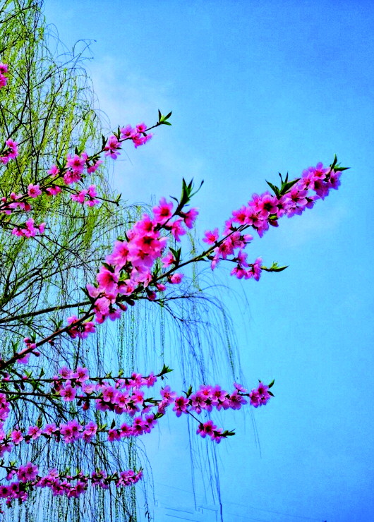 銅城桃花嫵媚綻放！君莫宅家辜負(fù)春光美景