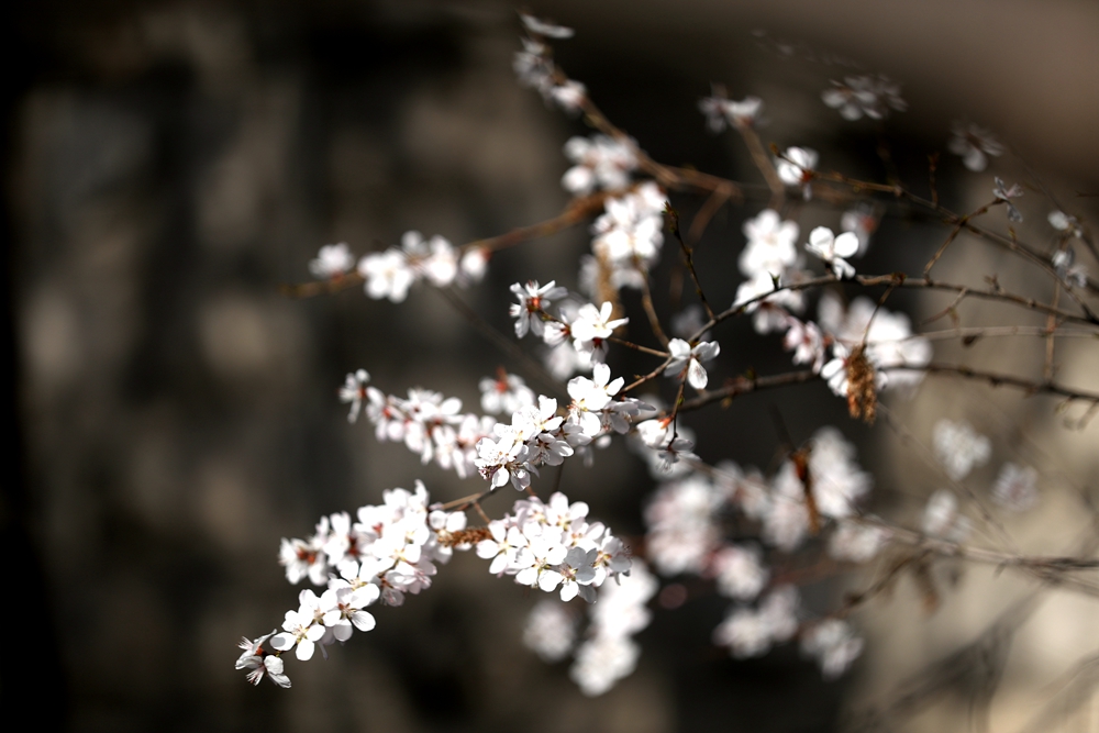 海報(bào)|花開隴原，甘肅這些景區(qū)正在復(fù)蘇！