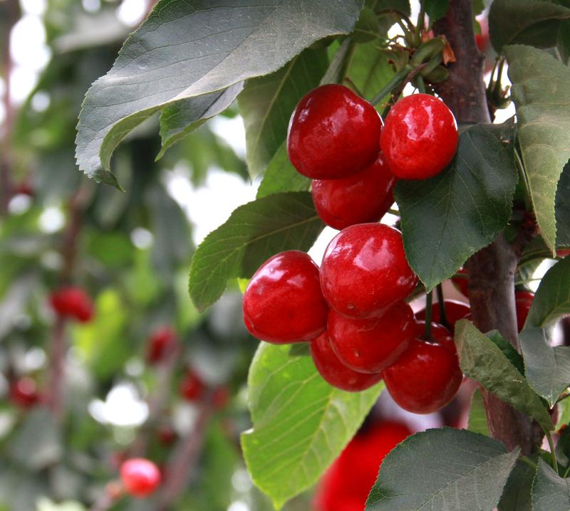 趕緊約起來(lái)！民勤紅旗谷櫻桃采摘園開(kāi)園啦！