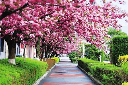 【印象隴原】去兩當(dāng)，與櫻花赴約