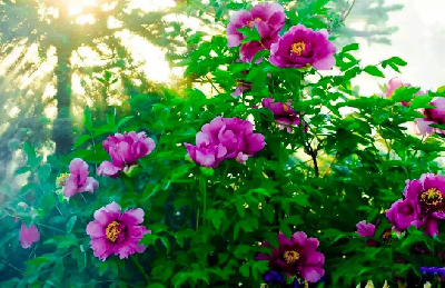 【“甘味”故事】“百花王”駕到！國色傾城正當(dāng)時(shí)