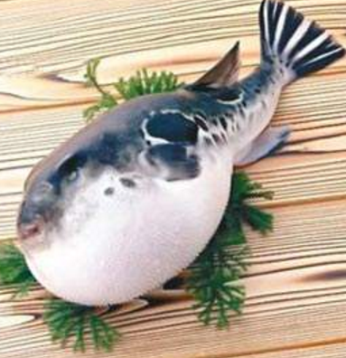 蘭州市市場(chǎng)監(jiān)督管理局發(fā)布通告禁止違法加工、經(jīng)營(yíng)河豚魚