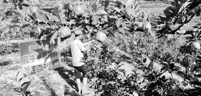 “于堡村果園”開張記——認(rèn)購“一棵樹”，結(jié)出“致富果”