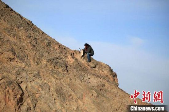 圖為敦煌“80后”畫家張杰龍?jiān)诙鼗腿Ｉ嚼锊杉V石顏料。(資料圖)受訪者供圖