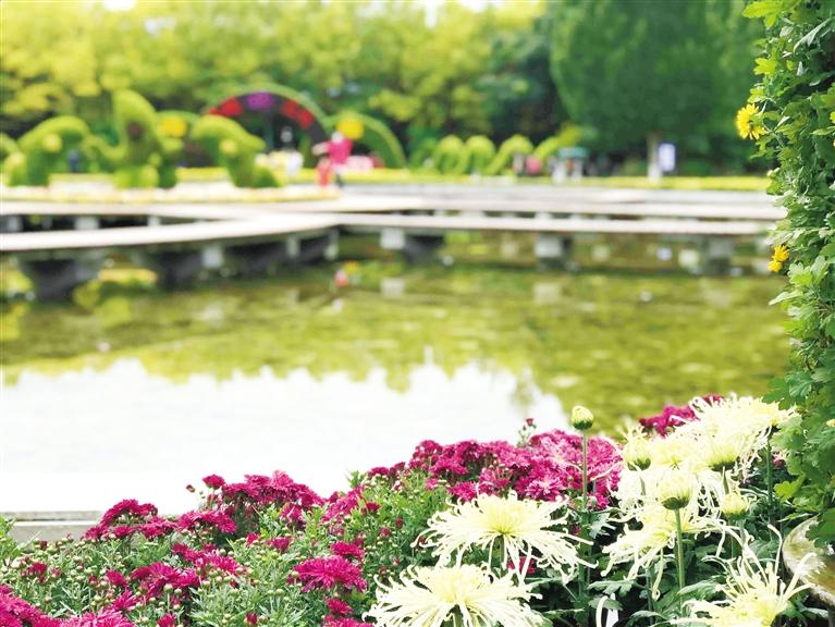 這個(gè)假期 去蘭州植物園賞菊