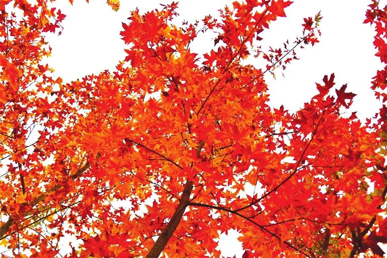 出彩啦！蘭州高校秋景驚艷來襲，快到秋日調(diào)色盤里pick你的母校