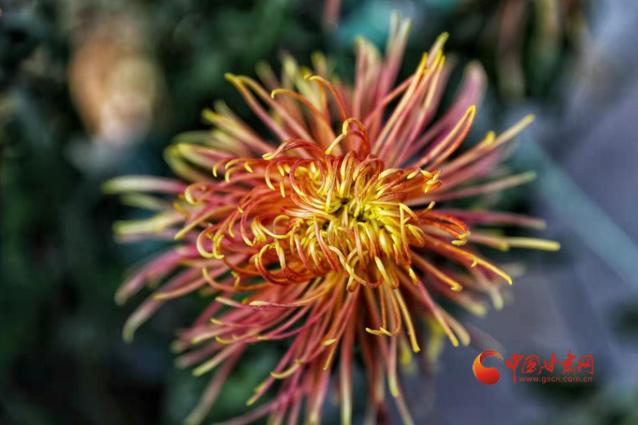 十五年，鍥而不舍終夢圓——寫在蘭州市入選全國文明城市之際