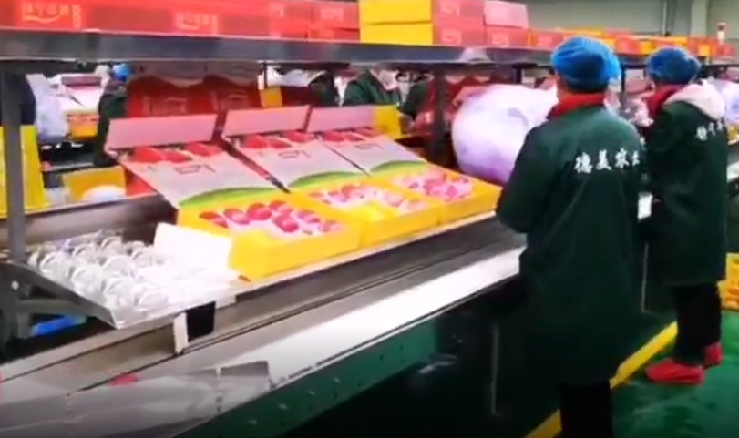 【獨(dú)家視頻】快訊丨甘肅省委副書記、代省長任振鶴在靜寧縣調(diào)研蘋果產(chǎn)業(yè)發(fā)展