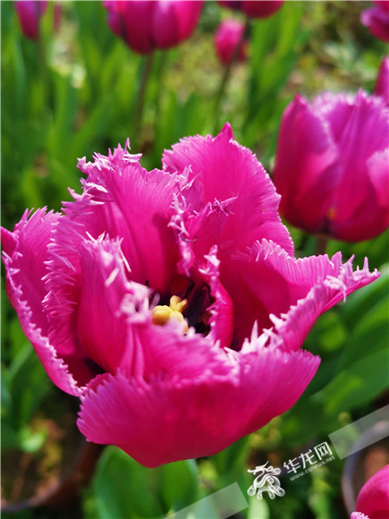 特色郁金香品種，花邊呈鋸齒狀。華龍網—新重慶客戶端記者 舒婷 攝