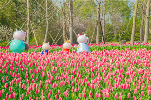 長壽湖郁金香次第開放。羅云希 攝