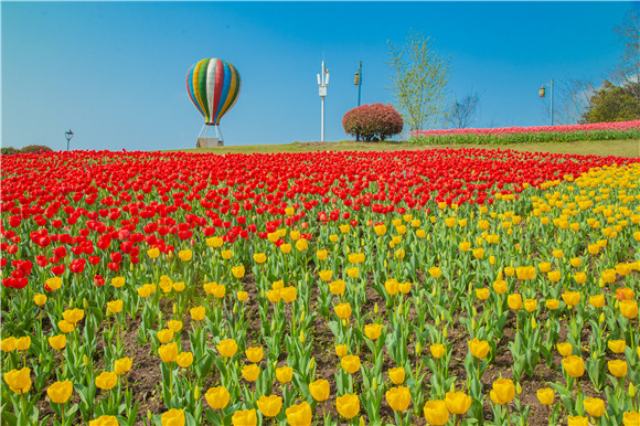 長壽湖郁金香開得正好。羅云希 攝