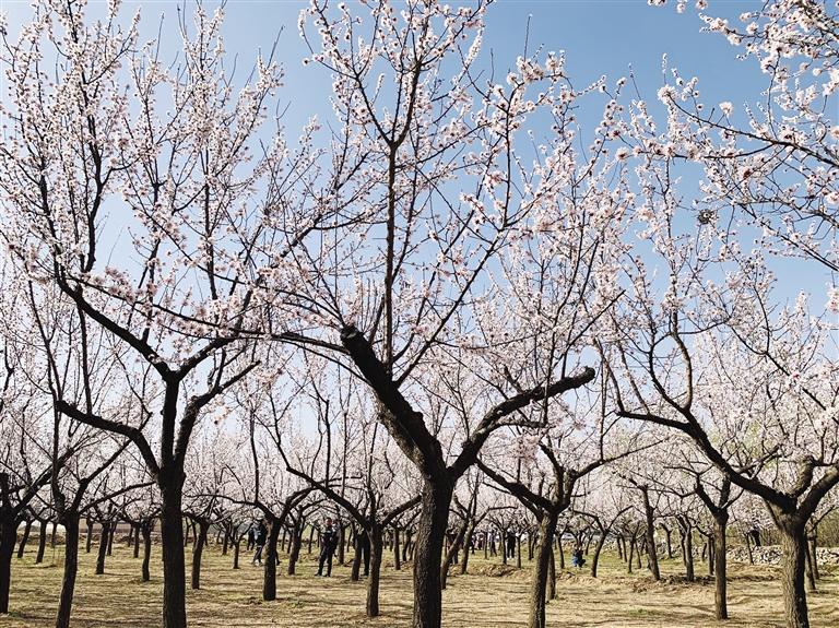 唐汪川的杏花開了！周邊游再添好去處