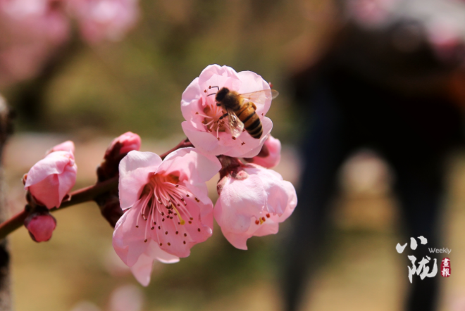【小隴畫報·113期】最美人間四月天，灼灼桃花映秦安