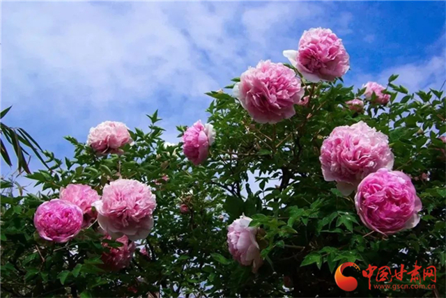 【五一游甘肅】暢游“臨洮縣紫斑牡丹文化旅游節(jié)”，這份攻略請收下！