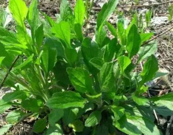 注意！路邊的野菜可不能亂采