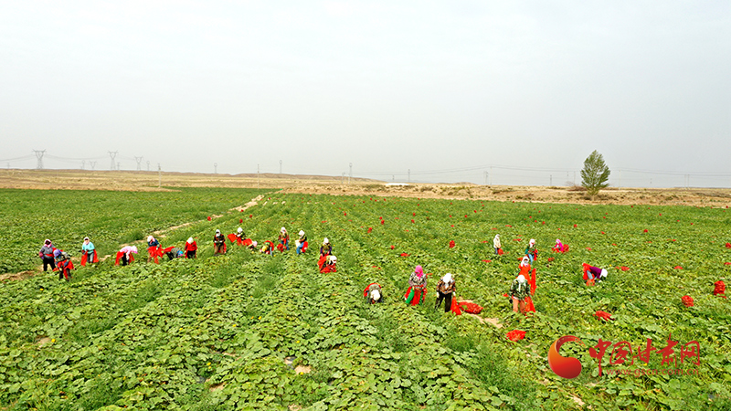 山丹：農事“鐘點工”走俏田間地頭