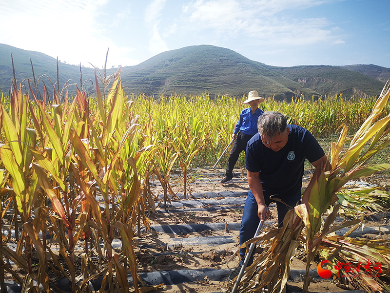 【慶豐收 感黨恩】定西安定：劉鴻奎的豐收節(jié)！