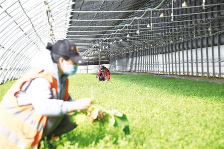 蘭州新區(qū)現(xiàn)代農(nóng)業(yè)雙創(chuàng)基地450萬株大黃幼苗長勢喜人