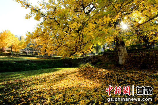 隴南徽縣銀杏樹最美的時(shí)候，當(dāng)屬每年的10月至11月。圖為樹葉已染黃的銀杏樹。張承榮 攝