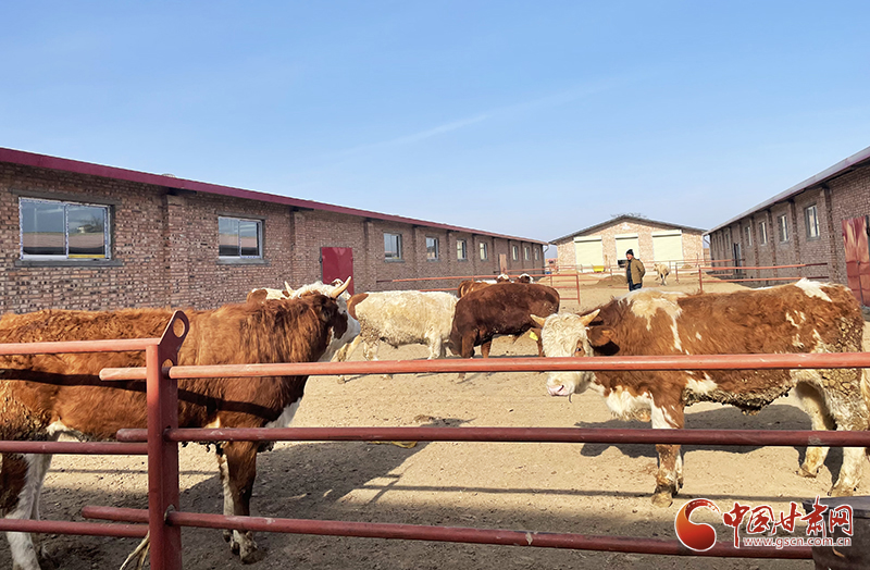 優(yōu)然牧業(yè)讓靈臺牛產業(yè)更“牛氣”