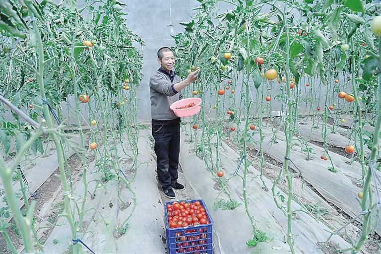 臨夏縣尹集、刁祁鎮(zhèn)易地扶貧搬遷后續(xù)產(chǎn)業(yè)園有日光溫室534座