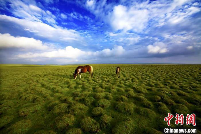 圖為甘肅甘南藏族自治州草原風光。(資料圖) 艾慶龍 　攝