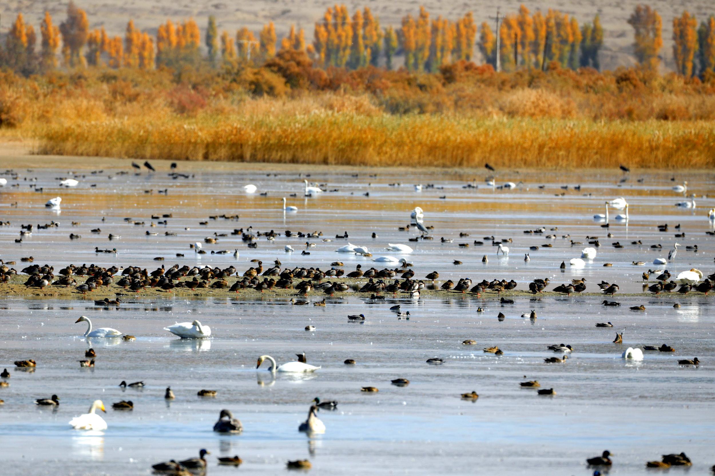 天鵝飛抵高臺縣黑河濕地嬉戲覓食、棲息越冬。尹昭霞攝