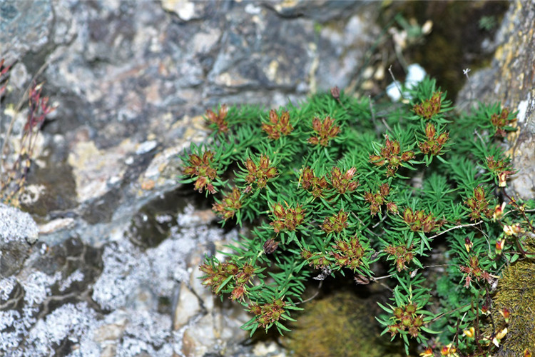 1706686681464368.jpg 2-4-2.jpg