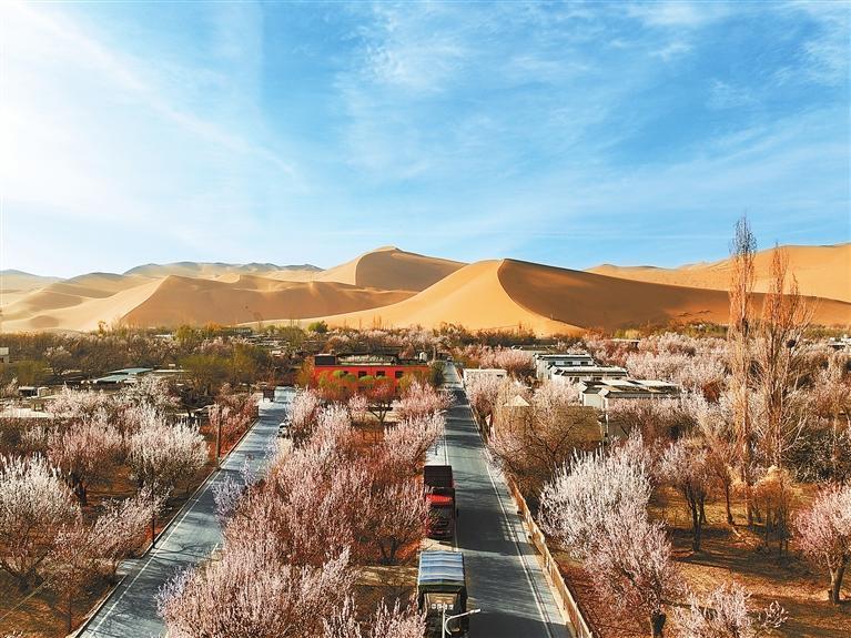 近日，敦煌鳴沙山下的李廣杏杏花陸續(xù)開放，美如畫卷。新甘肅·甘肅日報通訊員　張曉亮