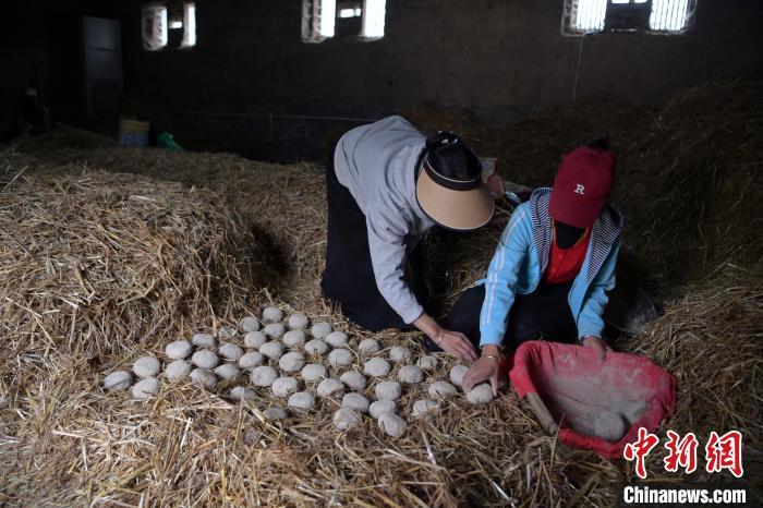 酒曲成型之后入曲房，入室之前要灑水，再鋪青稞草，防止曲塊的水分被吸走，曲房內(nèi)有通風(fēng)道、窗戶、暖氣、電熱爐等各種控制曲房溫度的設(shè)備。圖為5月10日，工作人員將成型的曲塊搬運到曲房。九美旦增　攝