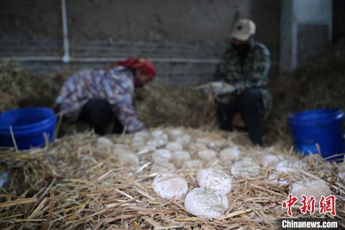 酒曲從曲坯入房培養(yǎng)到培養(yǎng)結(jié)束，整個培養(yǎng)周期控制在4至8天，曲坯的要求光滑，軟硬適宜，手按曲坯不松散，結(jié)實，薄厚一致。圖為5月10日，工作人員準(zhǔn)備將培養(yǎng)好的曲坯拿到外面晾曬。九美旦增　攝