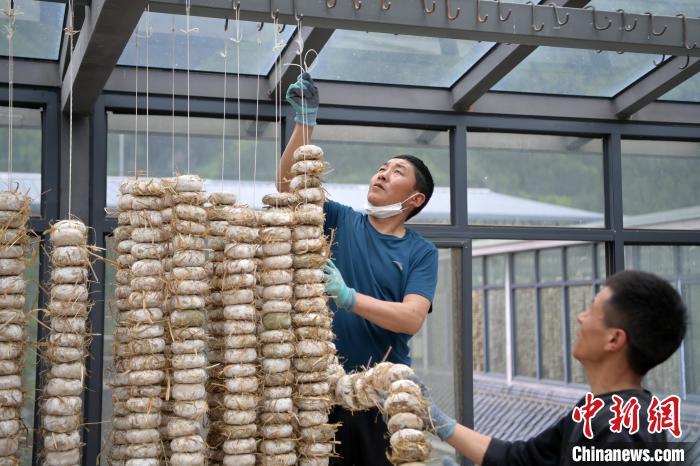 圖為5月10日，工作人員將用青稞面和青稞草等制成的曲坯用繩子串起來晾曬。九美旦增　攝