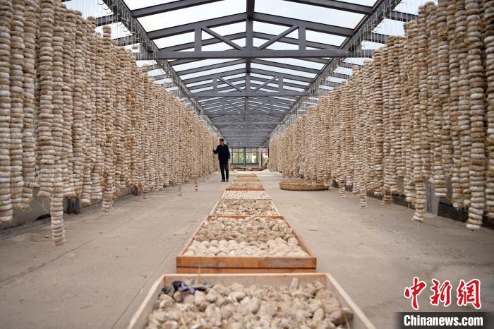 圖為5月10日，工作人員檢查晾曬的曲胚。九美旦增　攝