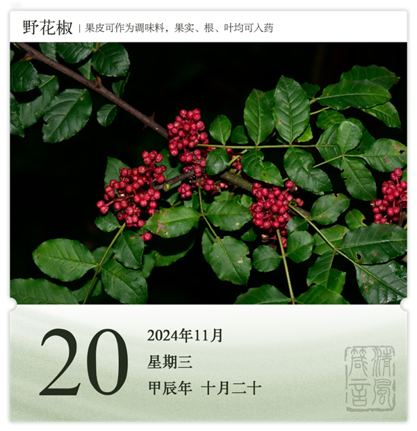 1730189407228203.png 箴歷日歷11-20.png