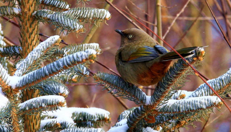 祁連山國(guó)家公園（候選區(qū)）高清影像定格橙翅噪鹛靈動(dòng)身姿