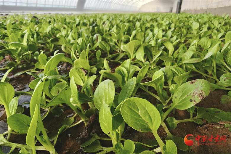 高臺(tái)：棚內(nèi)結(jié)碩果 振興啟新程