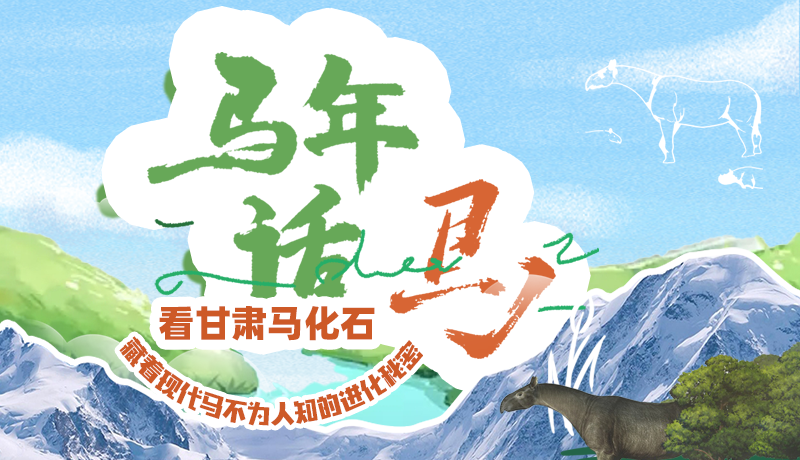 看甘肅馬化石 藏著現(xiàn)代馬不為人知的進(jìn)化秘密