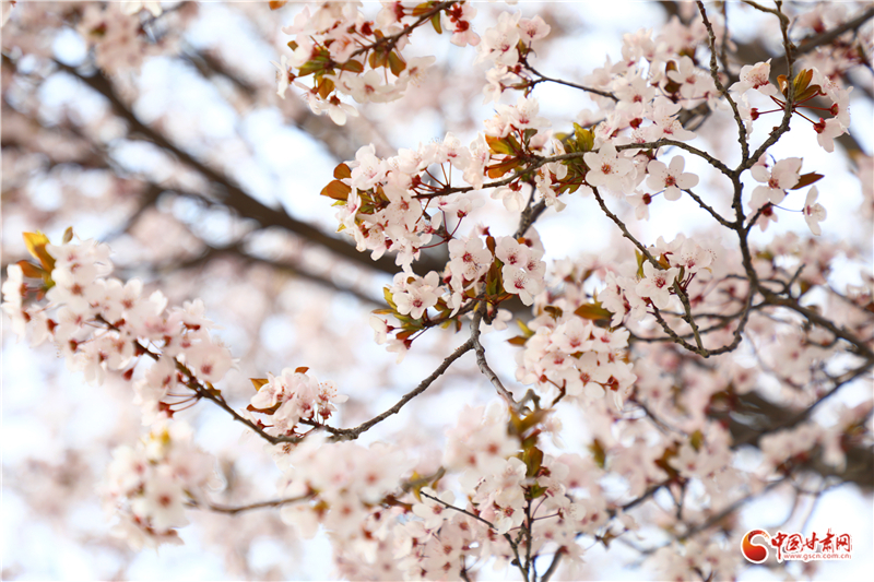 春動(dòng)隴原·隴拍客丨春風(fēng)拂古冀 花開醉游人
