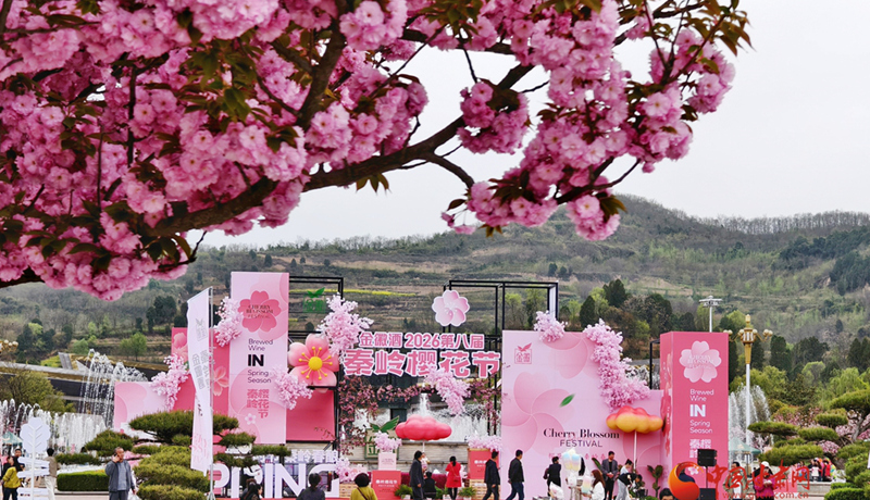 圖集｜“櫻”你而美，共赴金徽春日之約