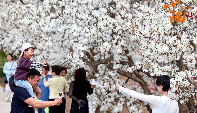 【小隴畫(huà)報(bào)·483期】皋蘭：梨花成雪，半園春秋半園詩(shī)